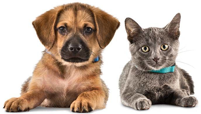 Colorado Springs Area Pet Adoption Fairs And Events Starting March 7 Lifestyle Gazette Com