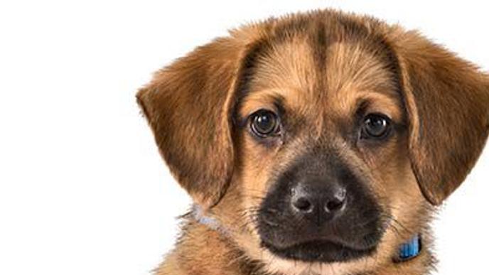 Colorado Springs Area Pet Adoption Fairs And Events Starting March