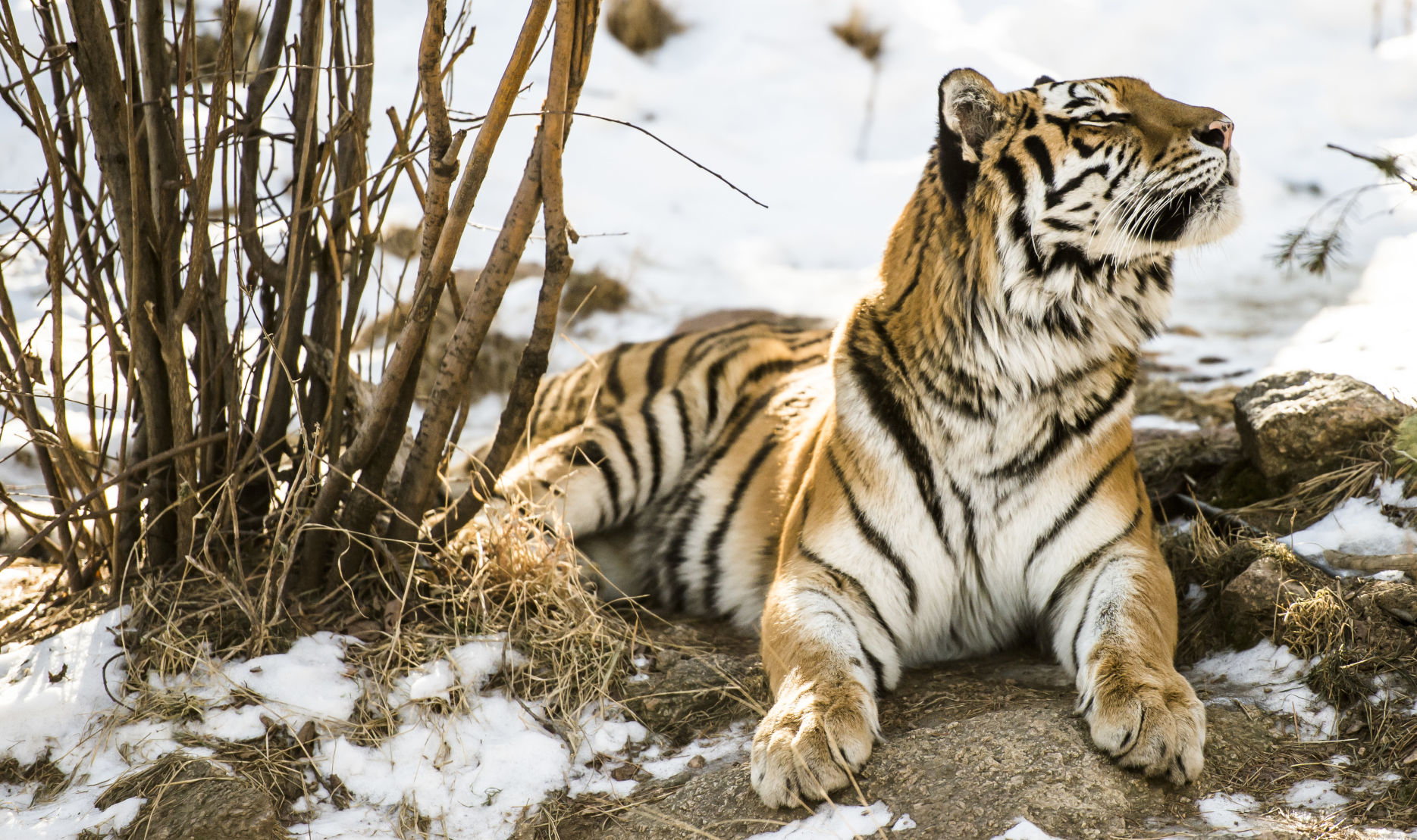 Rare Cheyenne Mountain Zoo tiger dies after mating mishap | News