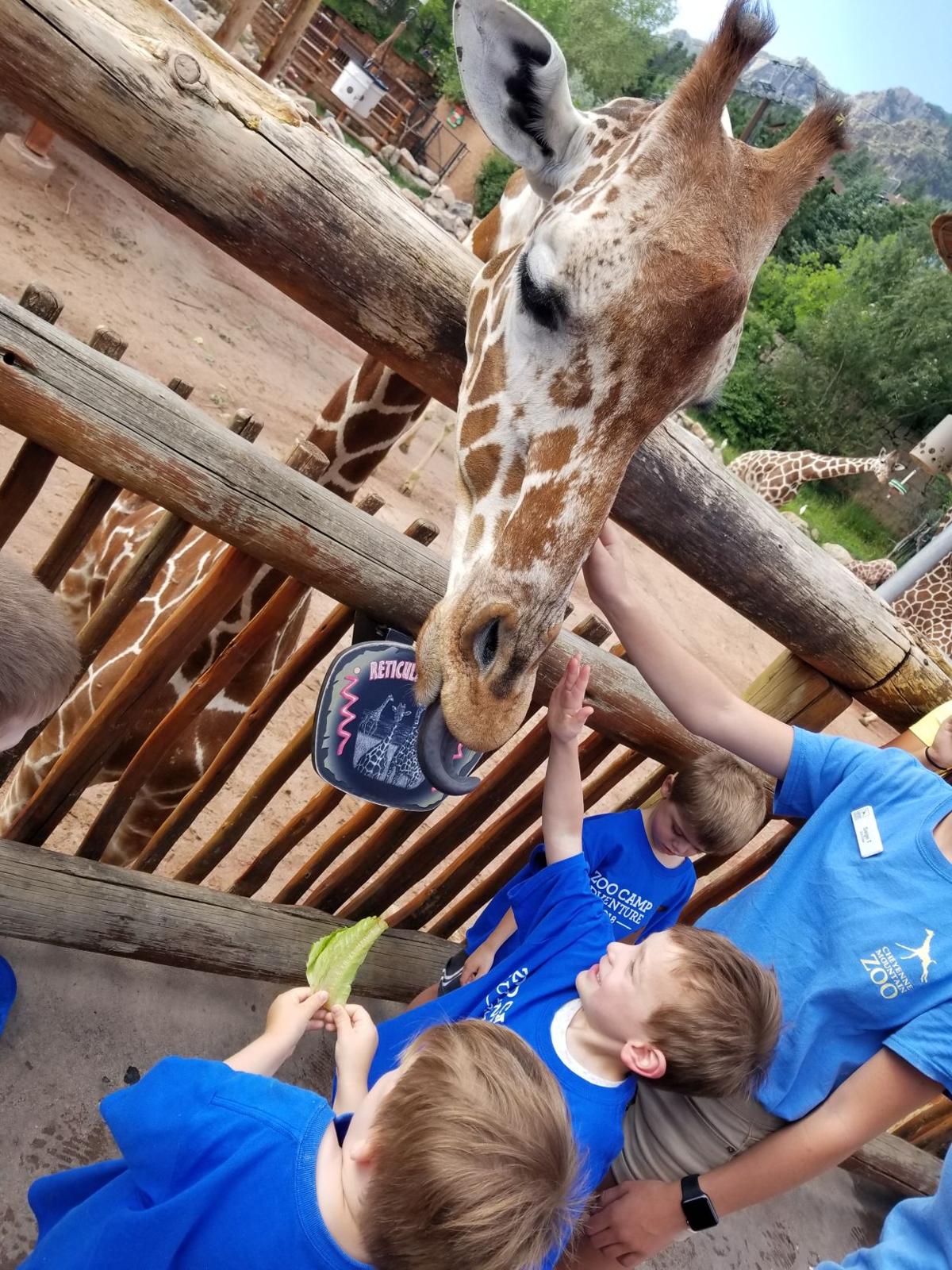 Colorado Springs Summer Camps Blend Fun With Learning Cheyenne Edition Gazette Com