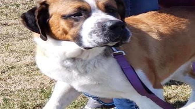 Humane Society Dog Rescue Fight For Legal Ownership Of St Bernard That Mauled 5 Year Old Boy Colorado Springs News Gazette Com