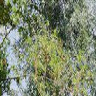 Us Starts Landmark Agent Orange Cleanup In Vietnam Colorado