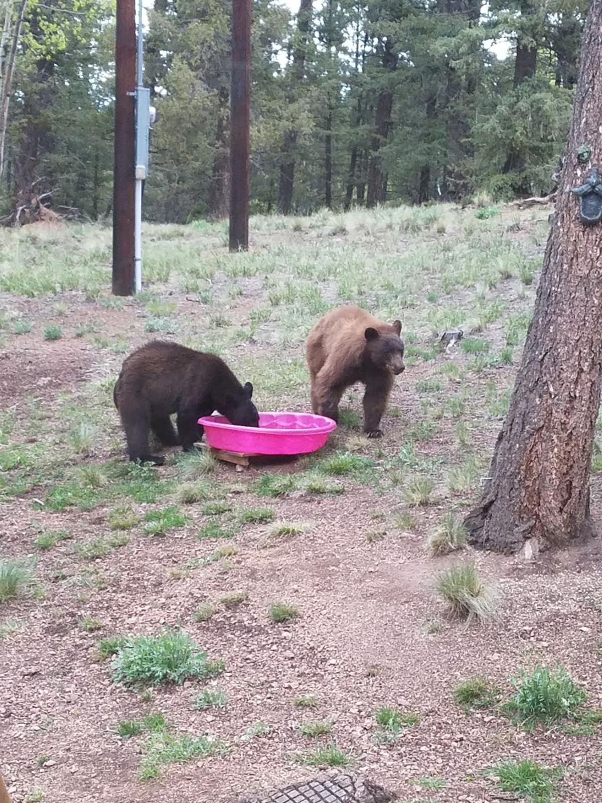 Curious bears snack on sweet nectar