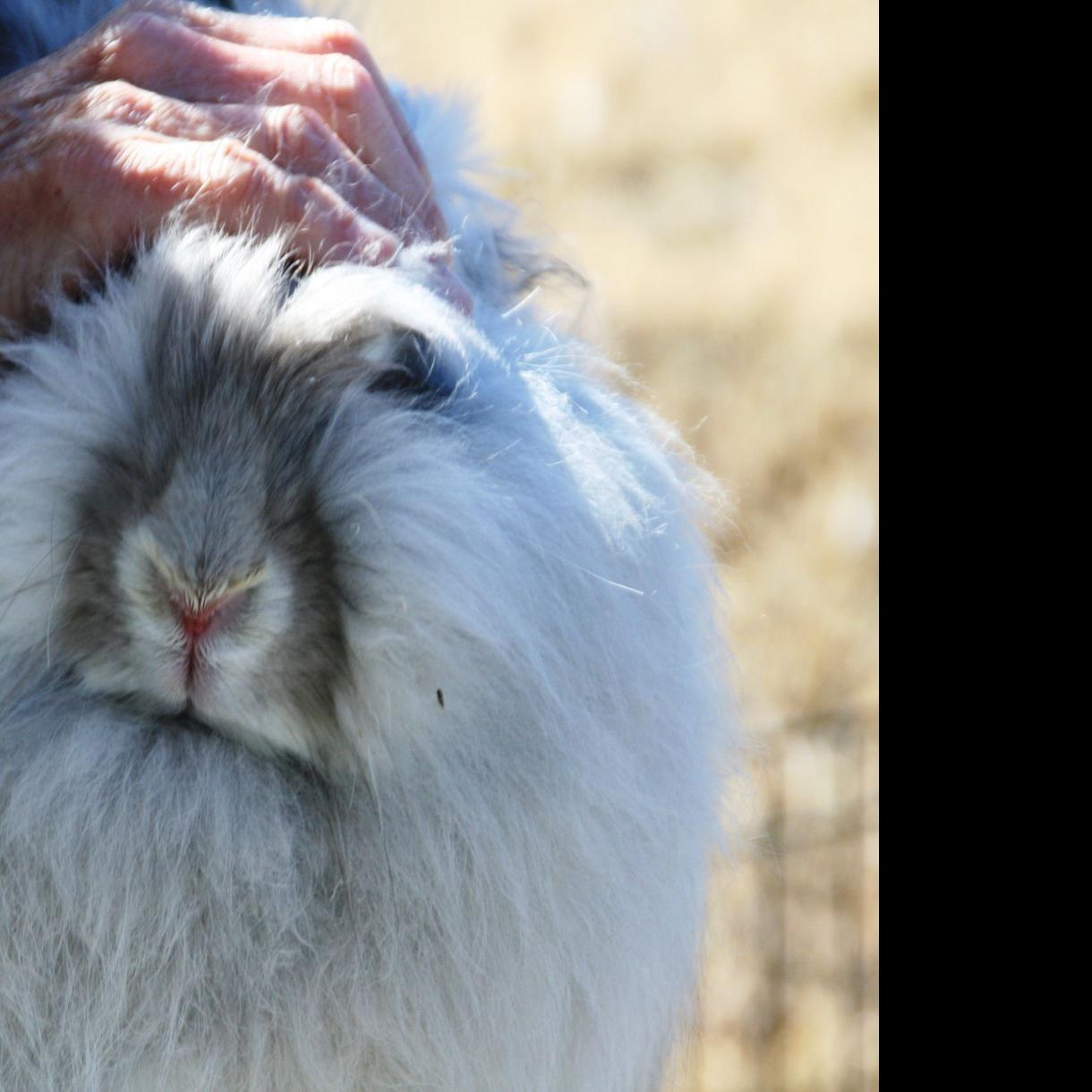 The Country Life Angora Rabbits Find Home Purpose At Black