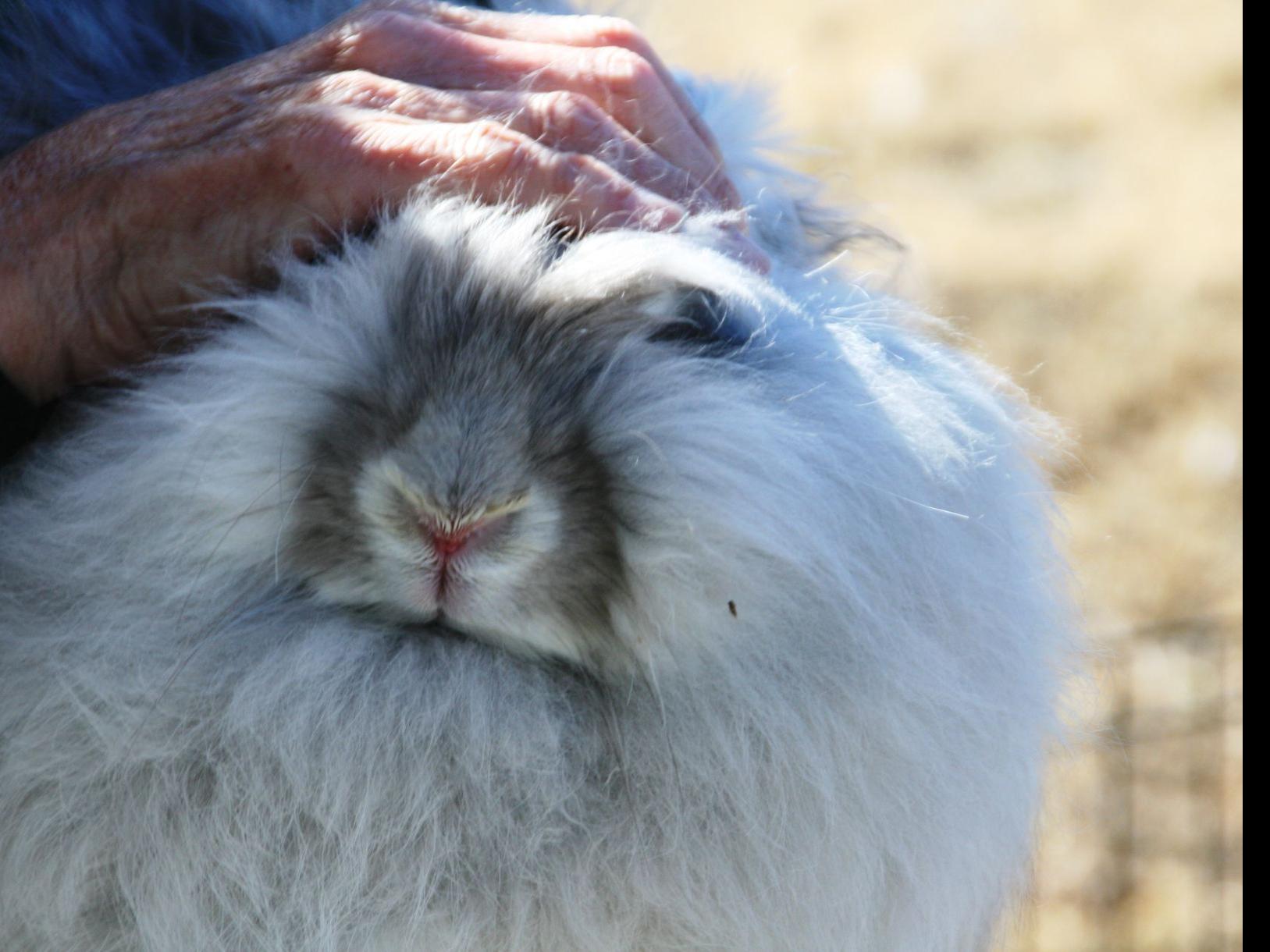 Bunny Rabbit - Jersey wooly - farm & garden - by owner - sale