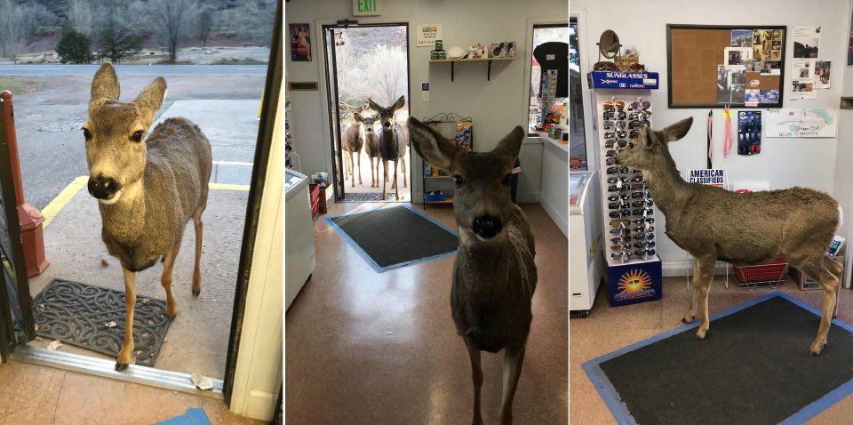 No Joke A Doe And Her Children Walk Into Colorado Gift Shop
