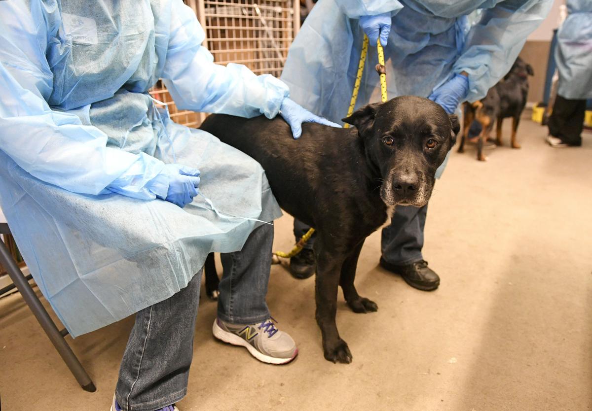 Out Of State Shelters Dogs Find Hope In Colorado Colorado Springs News Gazette Com