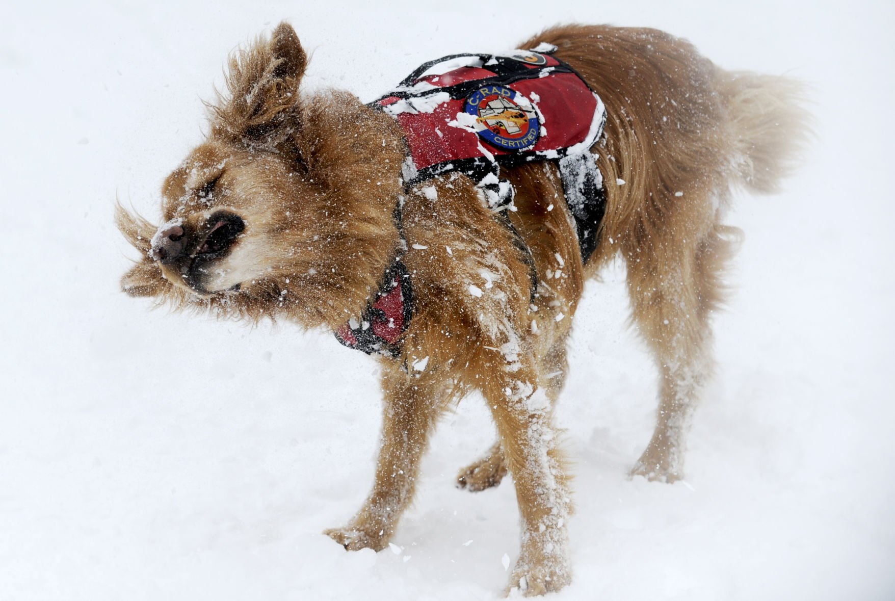 colorado avalanche dog jersey