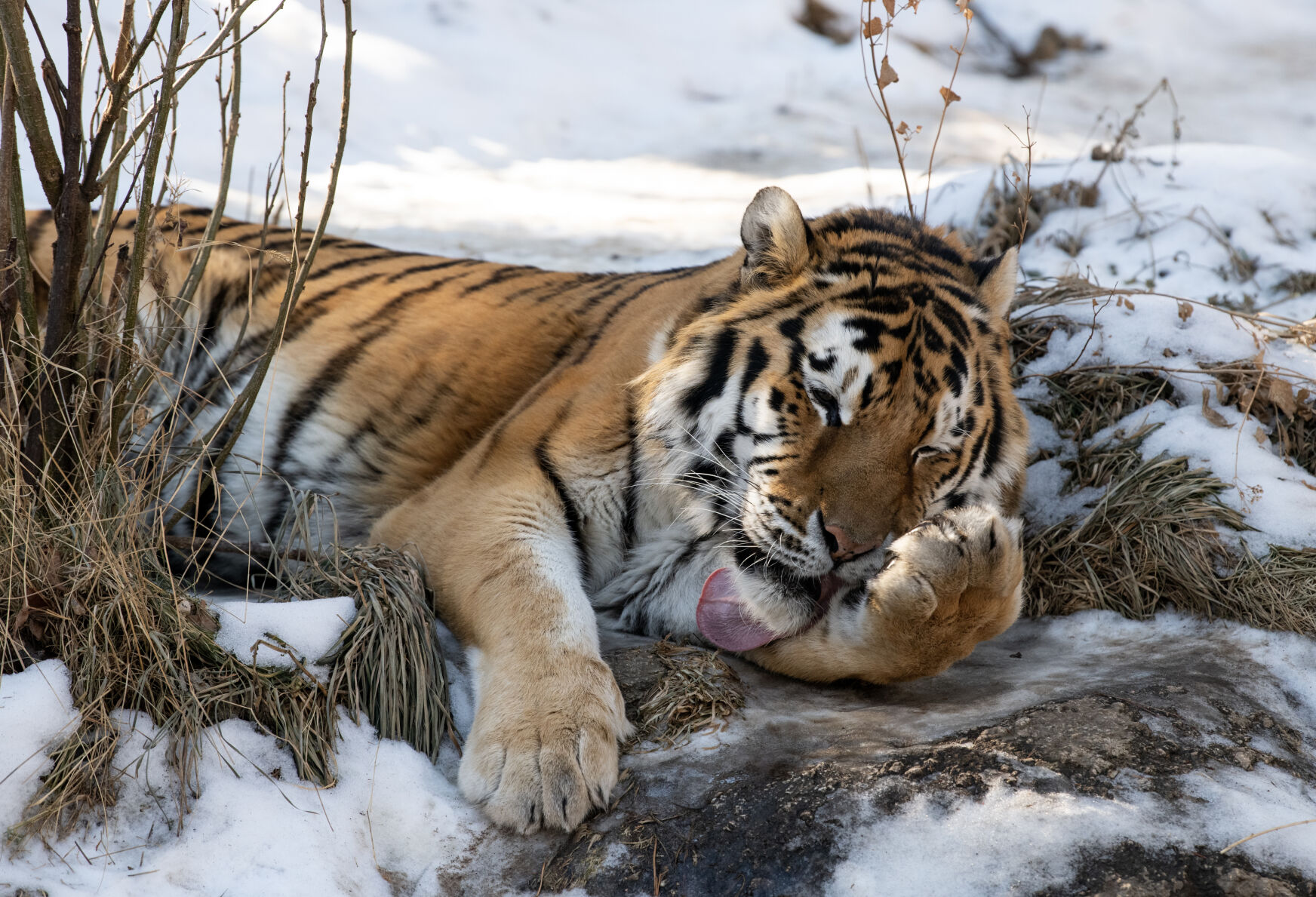 Curious, playful, carnivorous kitty: Meet the Amur tiger at