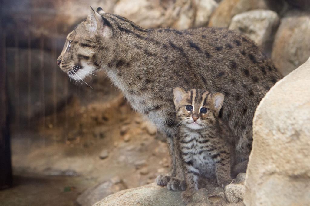 Newborn fishing cat at Denver Zoo is already on the hunt, News