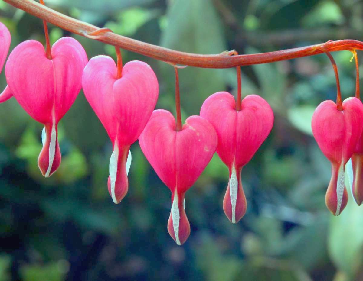 Bleeding heart plant 2024 poisonous to dogs