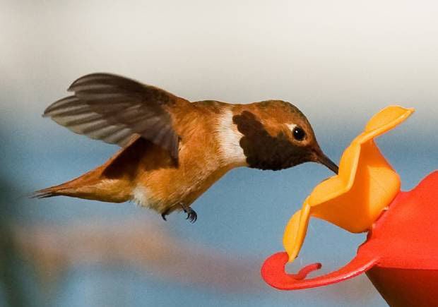 (Photo by Lois Miller, courtesy of the Cornell Lab of Ornithology)
