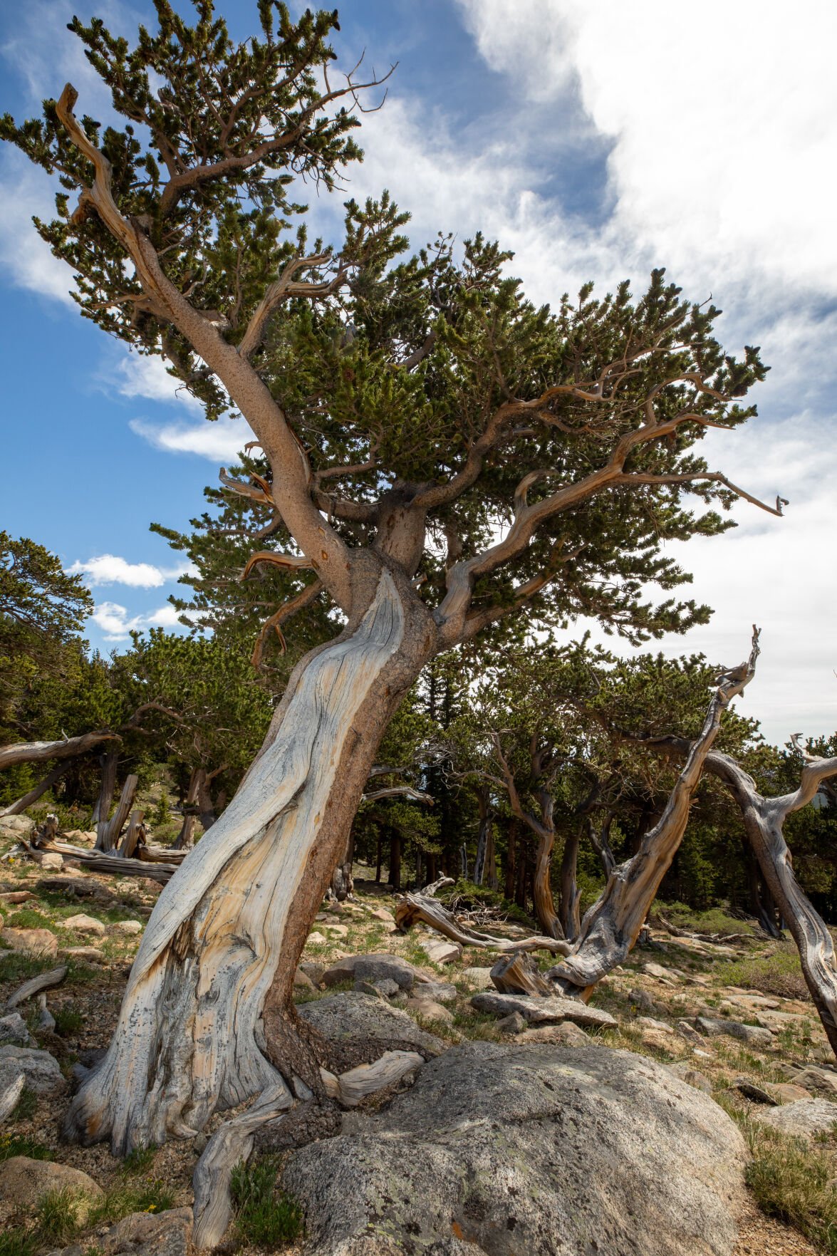 What's The Oldest Tree On Earth—and Will It Survive, 48% OFF