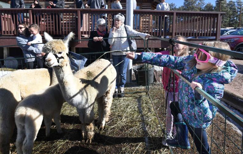 Black Forest's holiday alpaca extravaganza features a newborn ...