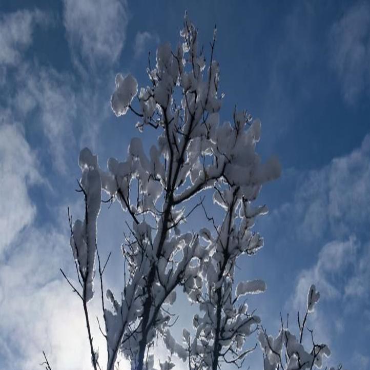 Keep On Watering Through Winter To Keep Trees Shrubs And Grass