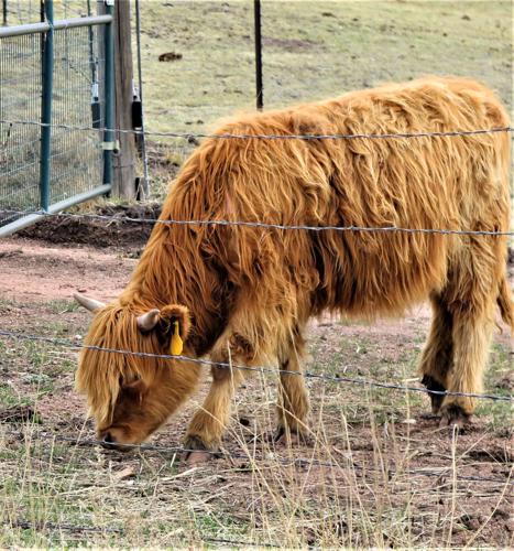 Scotland's Grazing Cows - The Highland Coos, highland 