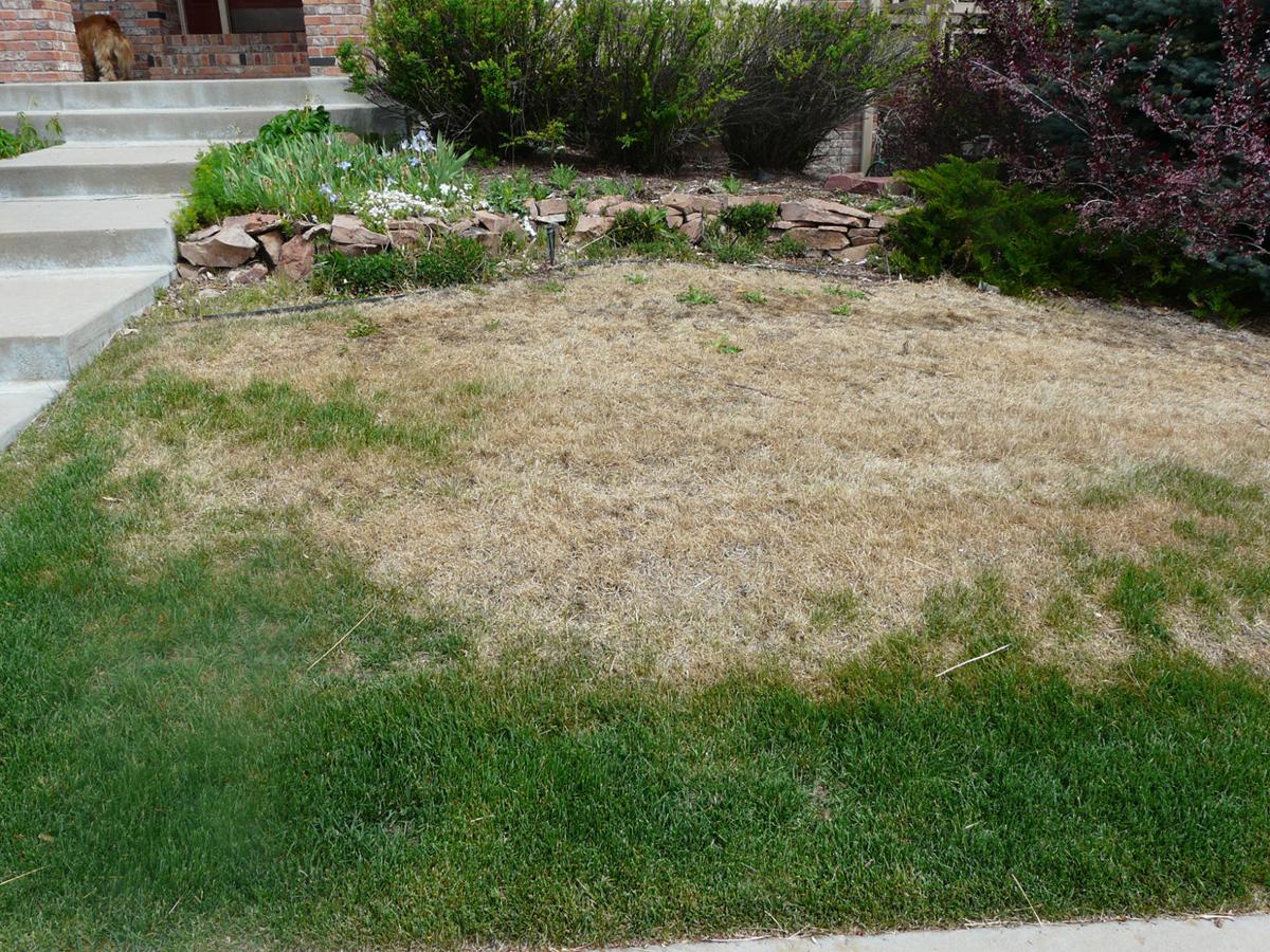 Keep On Watering Through Winter To Keep Trees Shrubs And Grass