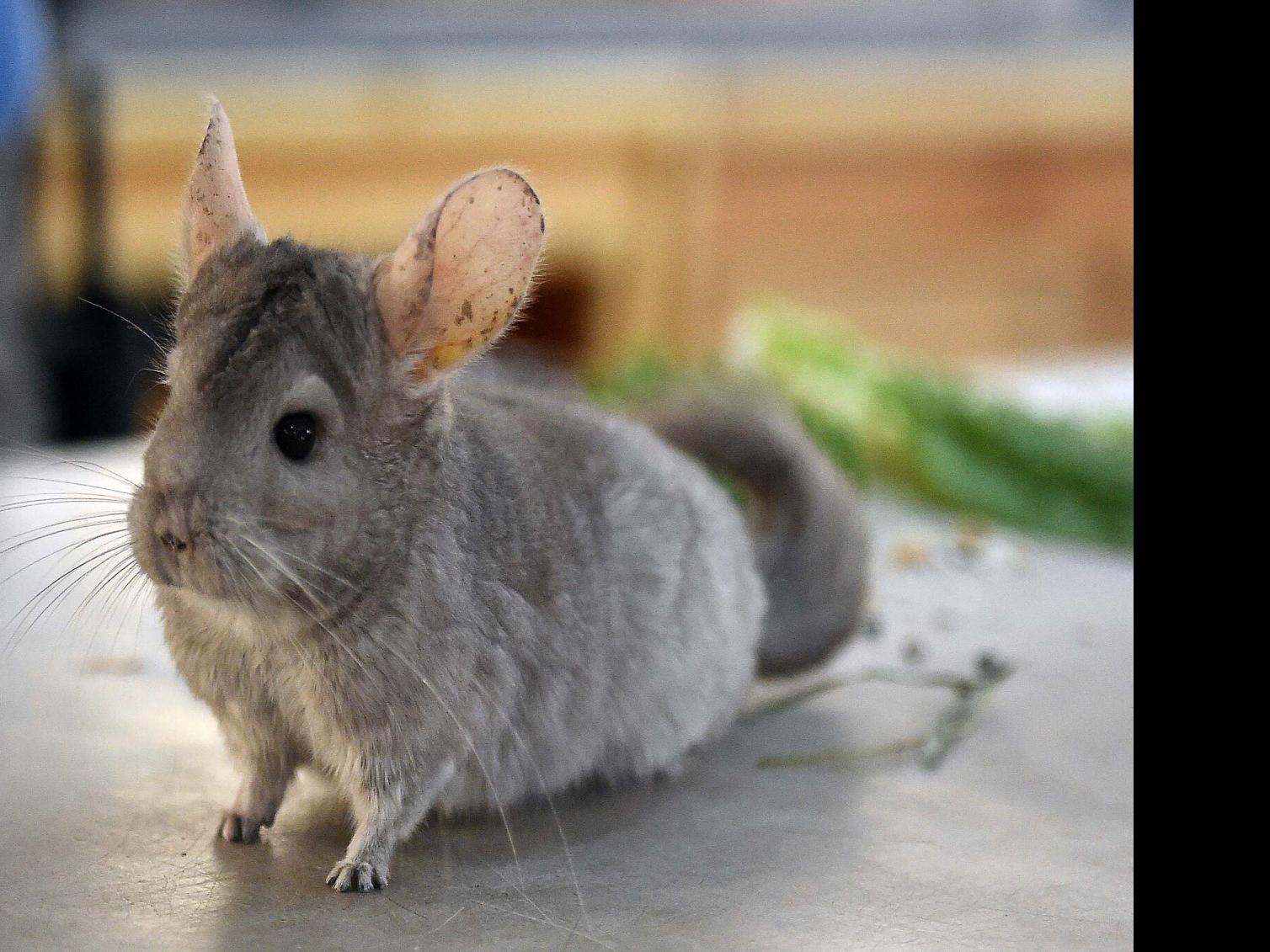 how are chinchillas endangered