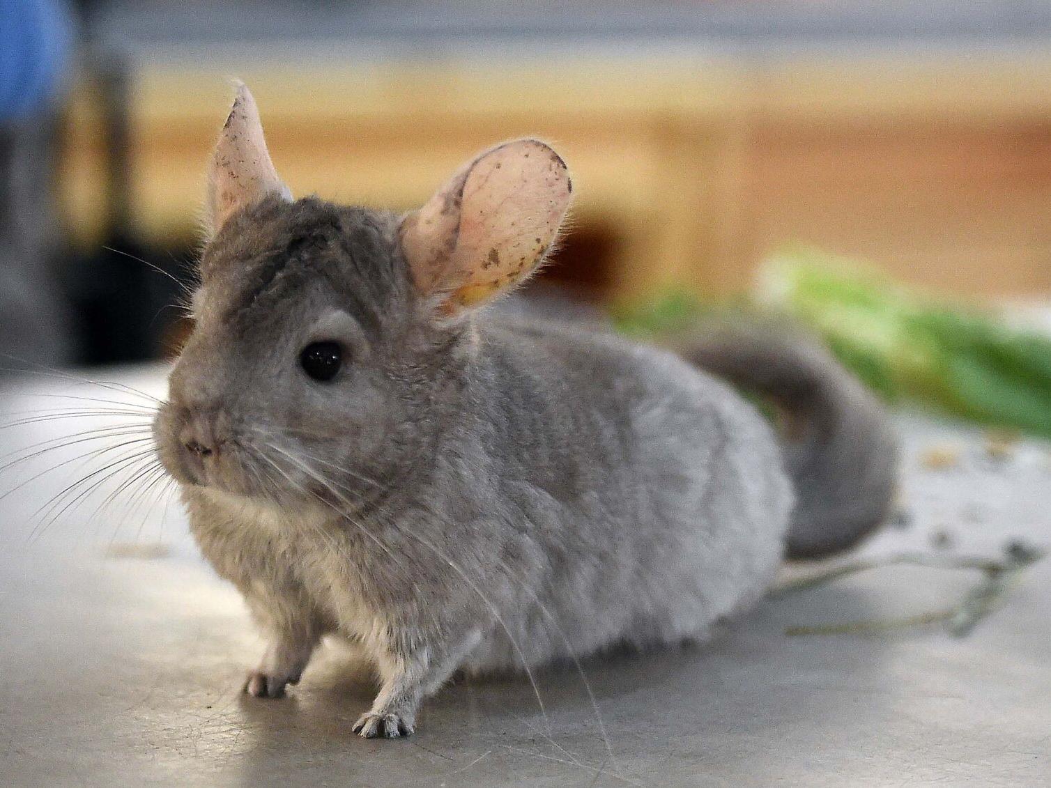 Cute, soft, not cuddly: Meet the long-tailed chinchillas at Cheyenne  Mountain Zoo | Lifestyle 