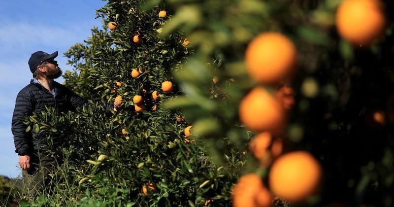 US tariffs on South Africa set to hit white farmers Trump has embraced