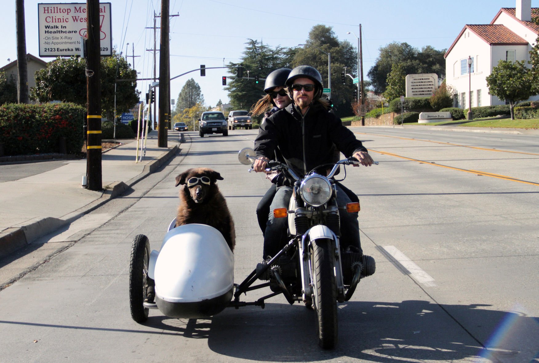 Slobbery sidekicks Dogs ride in bikers sidecars Lifestyle gazette