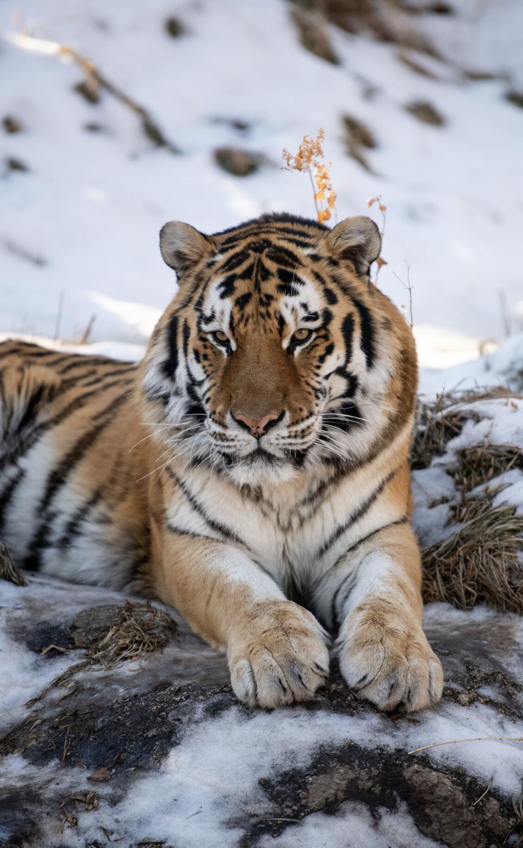 Amur tiger coming in from the cold 