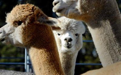 Alpaca extravaganza features fluffy critters