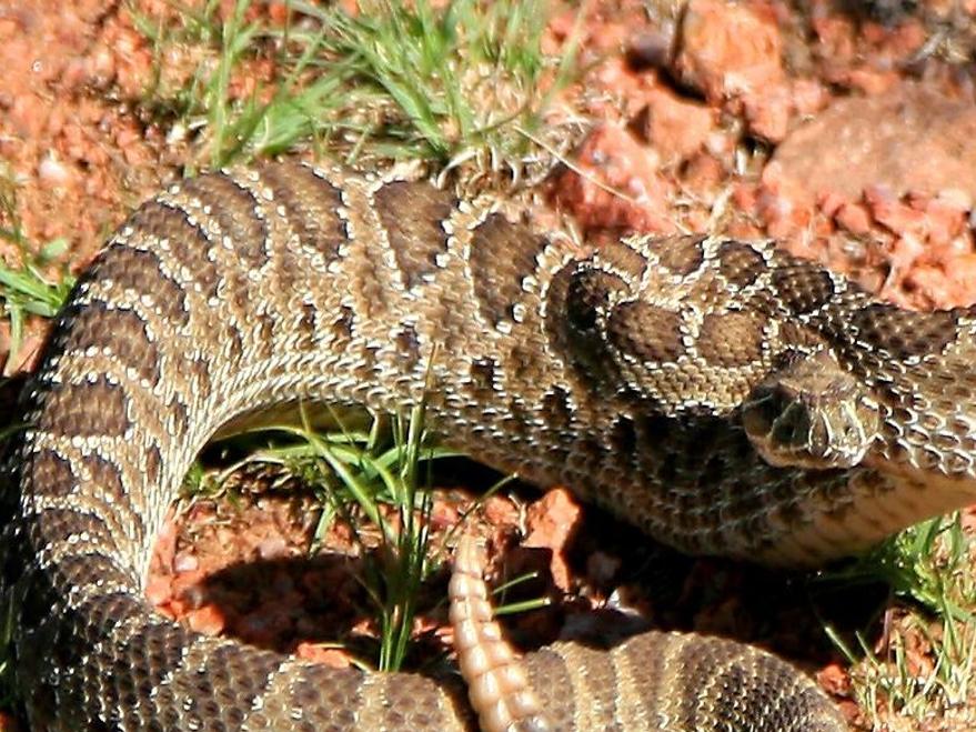 Don T Get Rattled By The Region S Only Venomous Snake Health Gazette Com