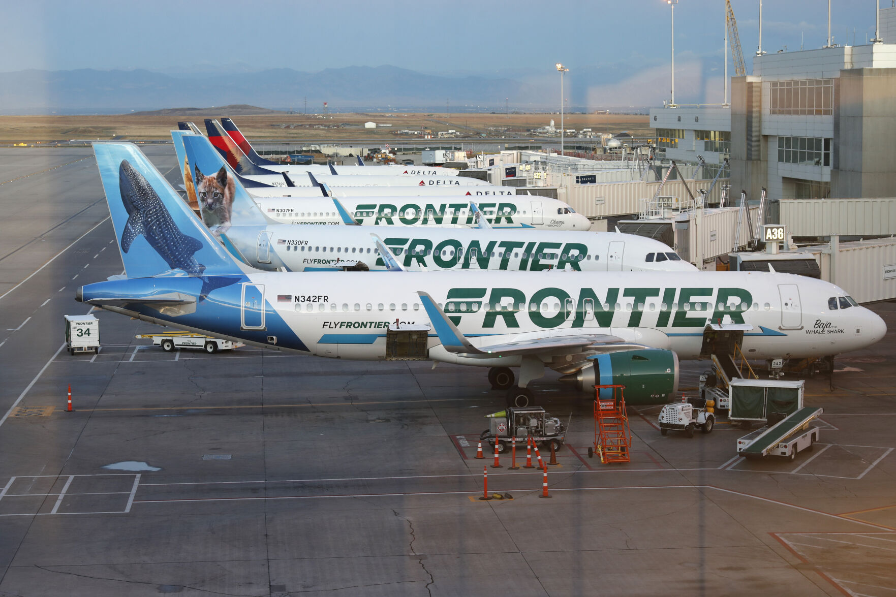 Frontier airlines 2024 service animal policy