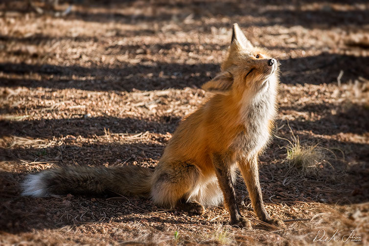 Getting familiar with local red foxes