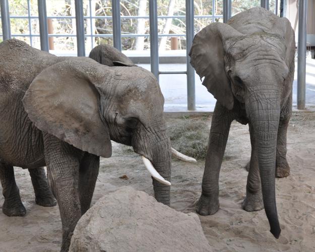 elephant life expectancy in zoo