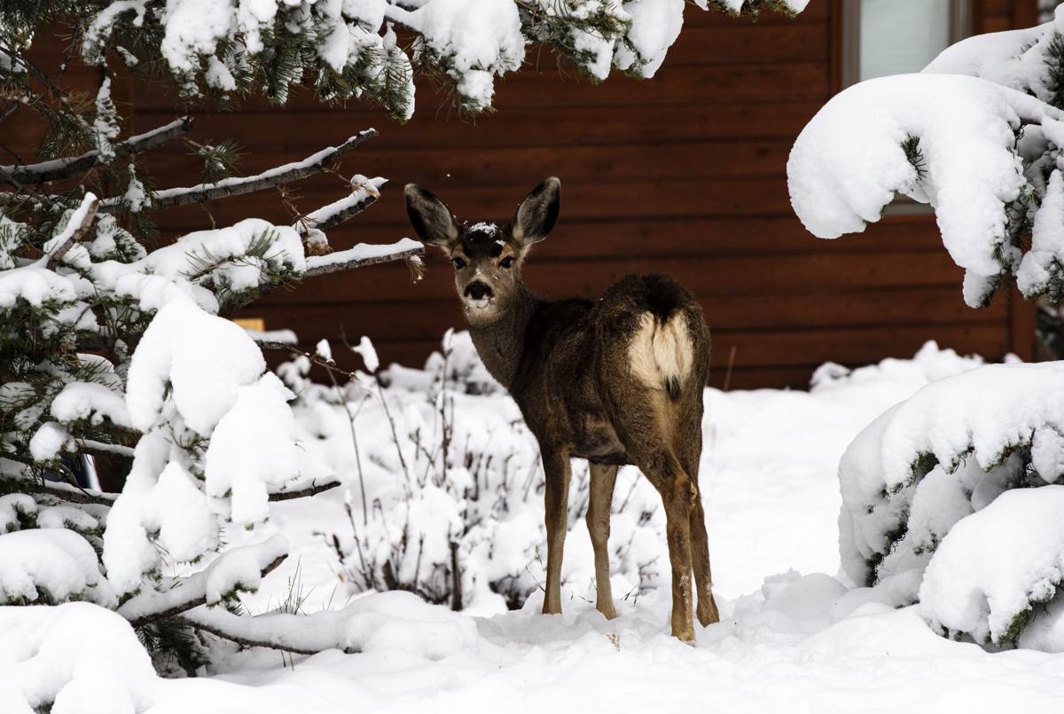 Feeding Wild Animals Is Illegal For Good Reason Wild About