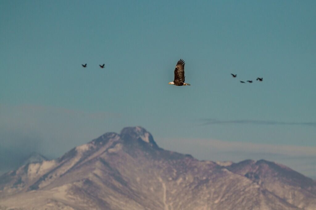 Renewals  Colorado Eagles