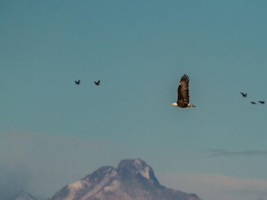 Renewals  Colorado Eagles