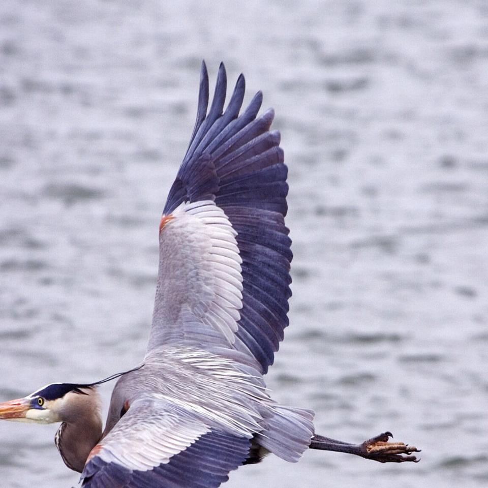 Words On Birds The Towering Great Blue Heron A Truly Grand Bird Pikes Peak Courier Gazette Com