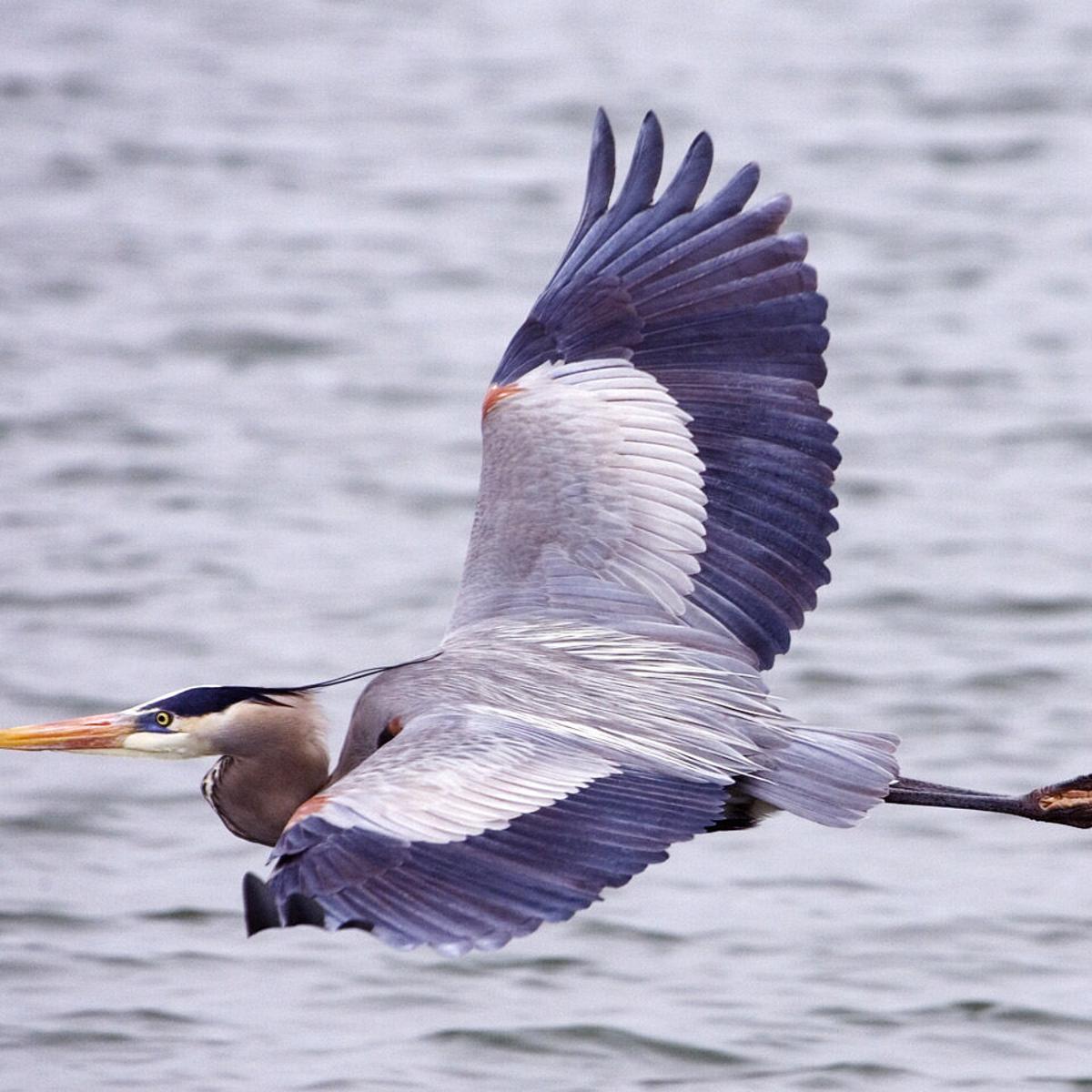 Words On Birds The Towering Great Blue Heron A Truly Grand Bird Pikes Peak Courier Gazette Com Words On Birds The Towering Great Blue Heron A Truly Grand Bird Pikes Peak Courier Gazette Com