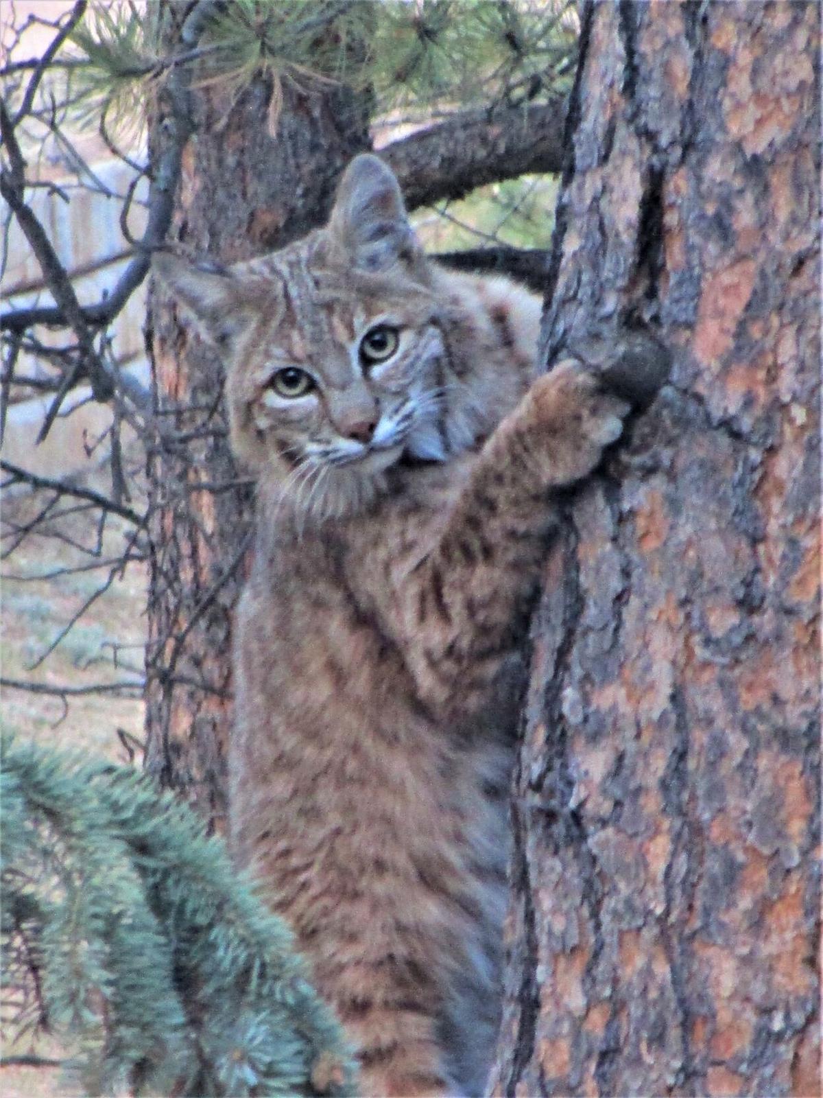 Capturing the wild outdoors in the Pikes Peak region