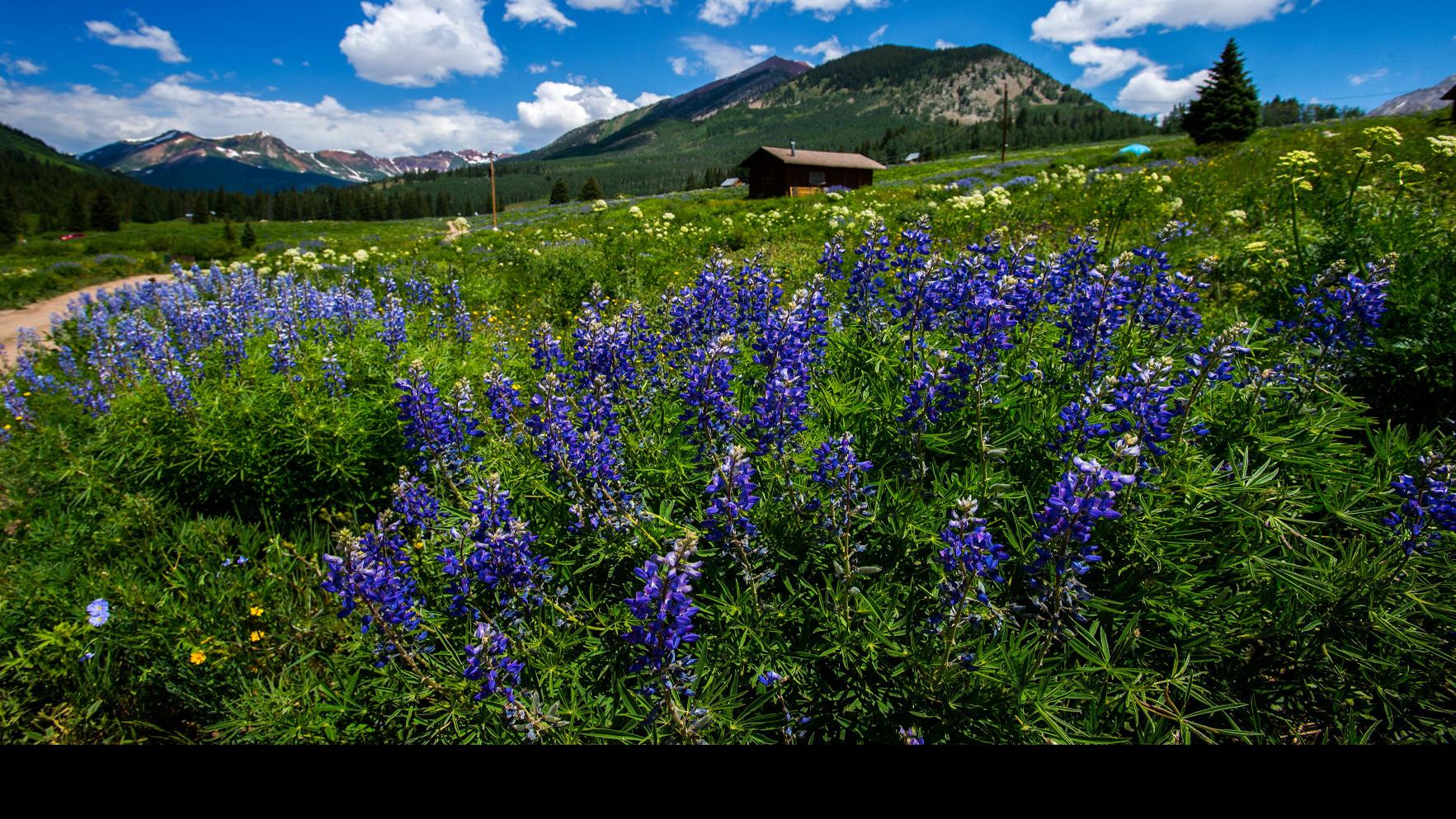 Colorado Wildflower Guide from Crested Butte