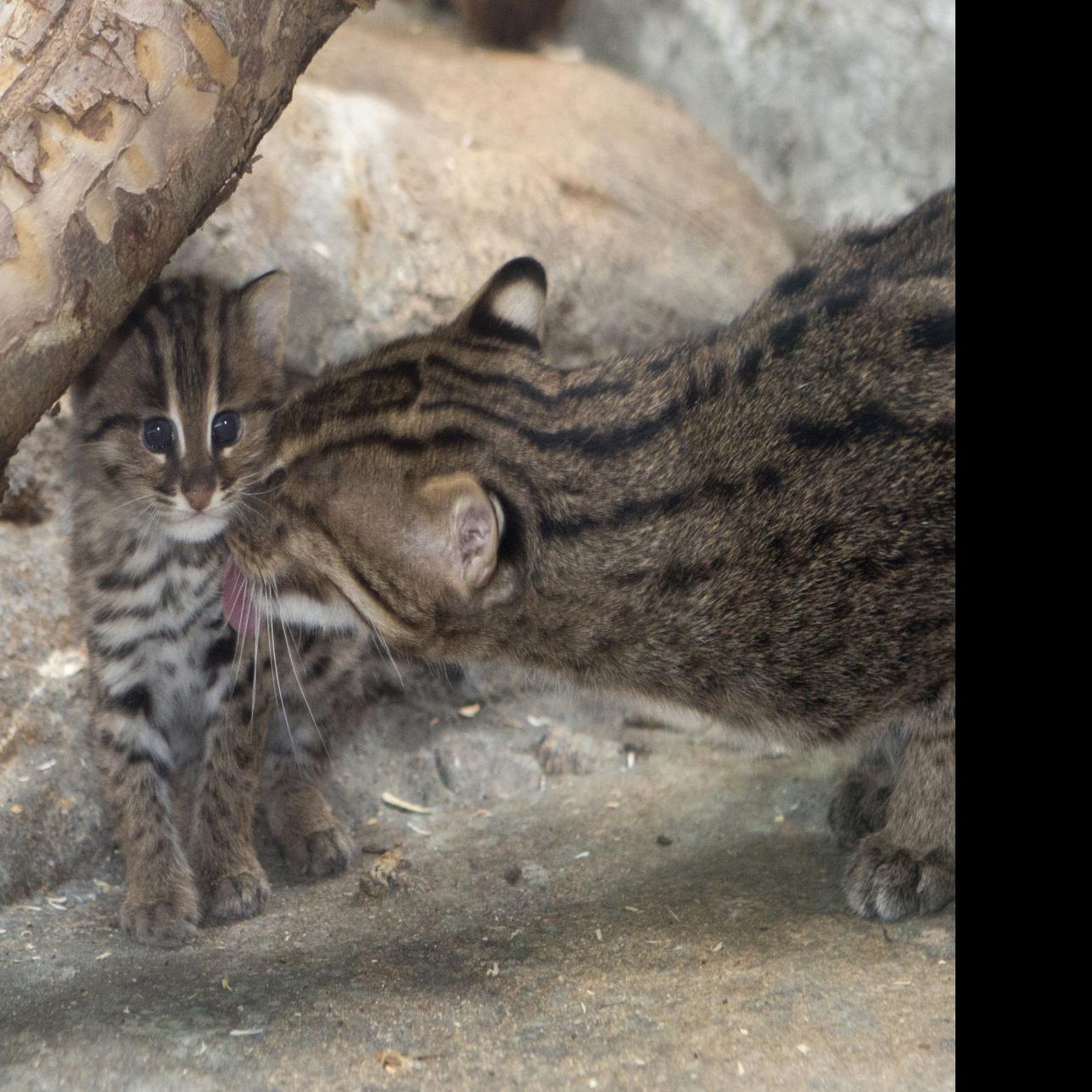 Newborn fishing cat at Denver Zoo is already on the hunt, News