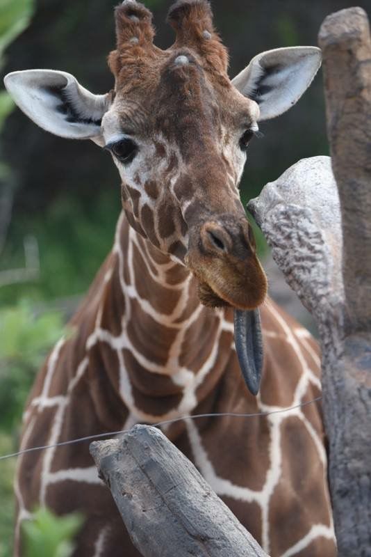 Cheyenne Mountain Zoo mourns death of another giraffe | News