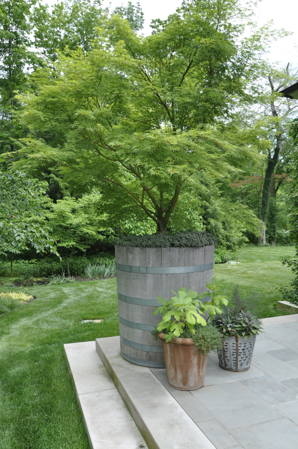 Branching out: Why every garden should have a potted tree | Lifestyle ...