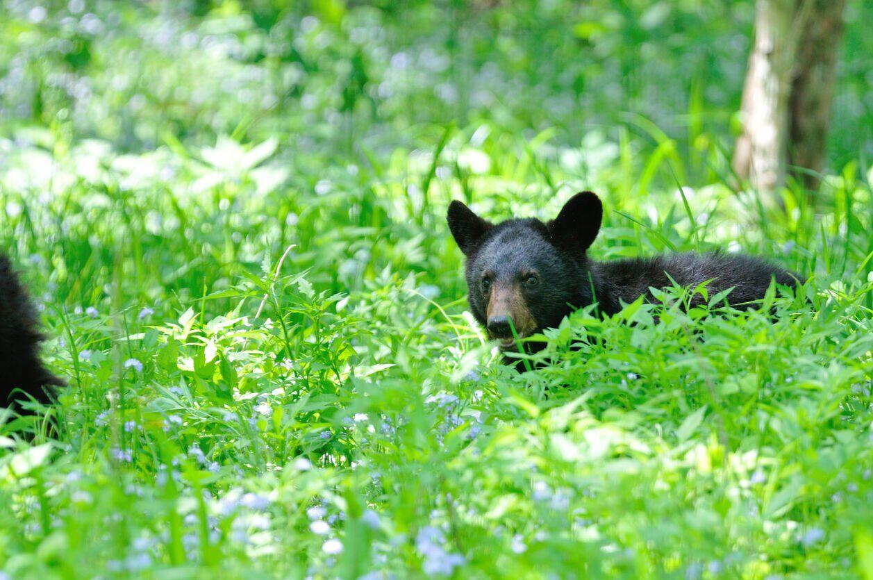 Man Attacked By Bear During Walk Near Colorado Resort Wildlife man-attacked-by-bear-during-walk-near-colorado-resort-wildlife