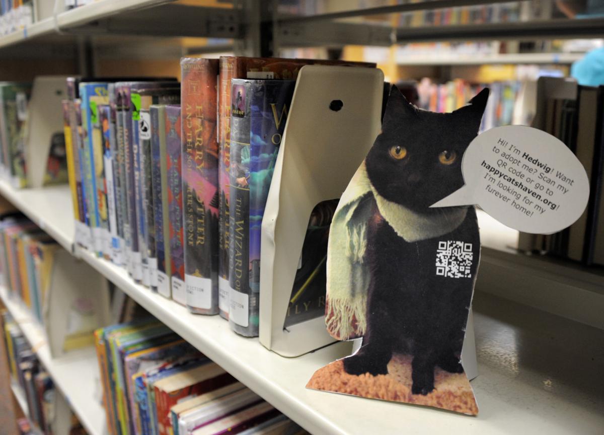 Want A Kitty With That Book Springs Area Libraries Adopt Cat