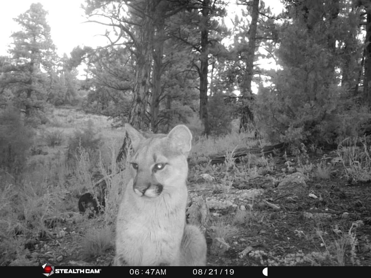 More mountain lions spotted in area where 8yearold was attacked