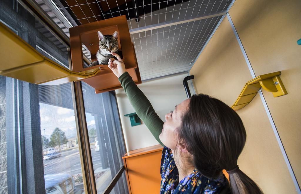 New Cat Hotel In Colorado Springs Offers Different Boarding Option