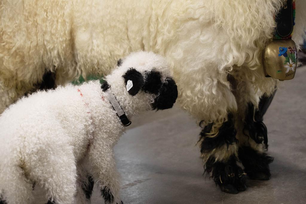 World's cutest sheep' steals hearts at Stock Show | Local News 