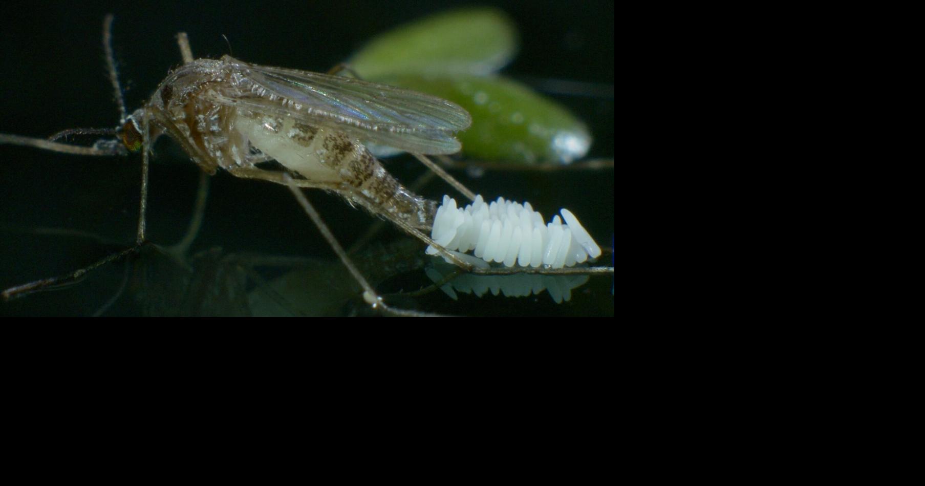 West Nile Virus detected in two Colorado counties | News | gazette.com