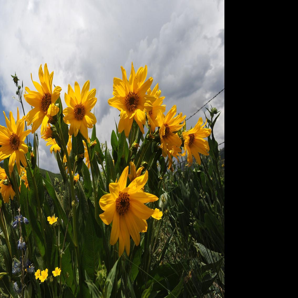Lingering Snowpack Likely To Impact Colorado Wildflower Season Lifestyle Gazette Com