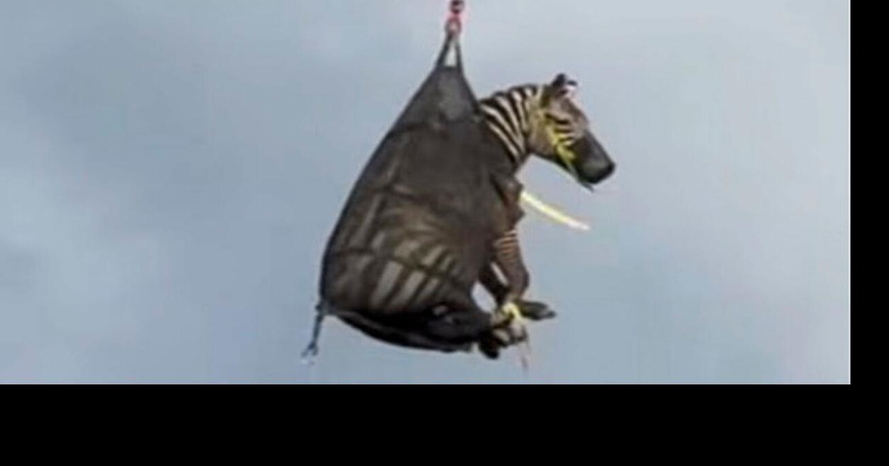 A runaway pet zebra has been captured in Tennessee