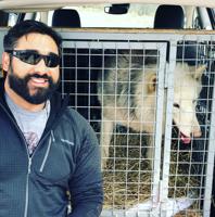 Colorado Springs veteran stars in new Animal Planet series "Wolves and Warriors"